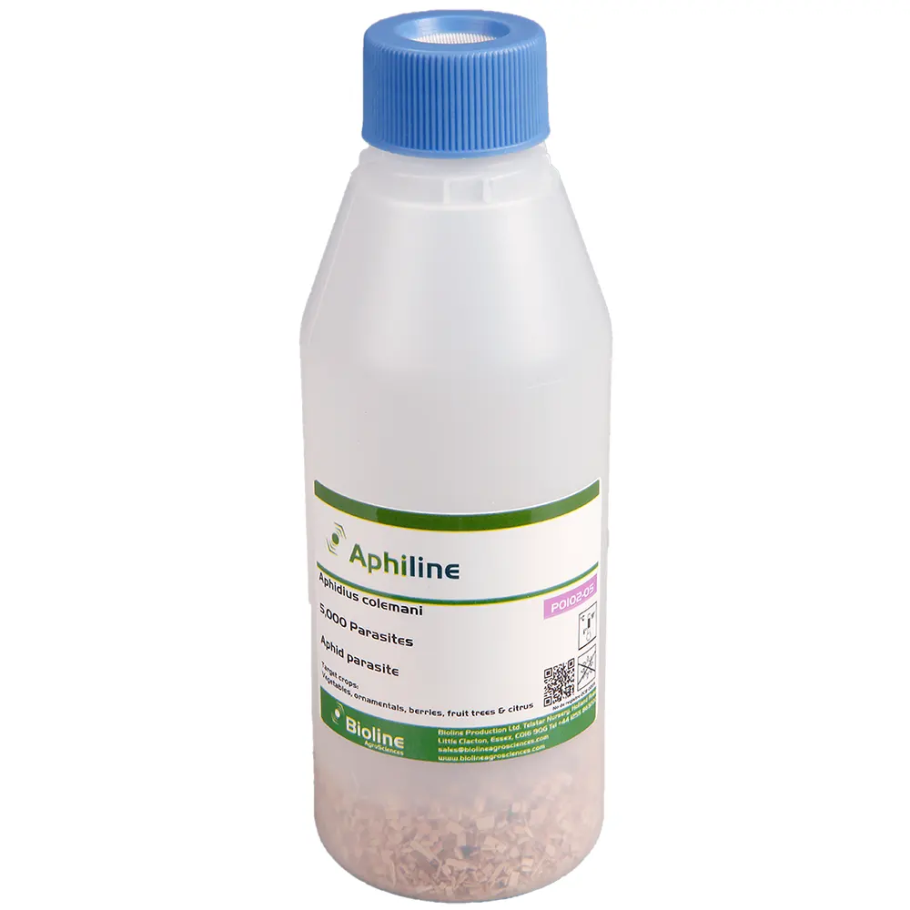 biogrup-biyolojik-mucadele-Aphiline-Aphidius-colemani-