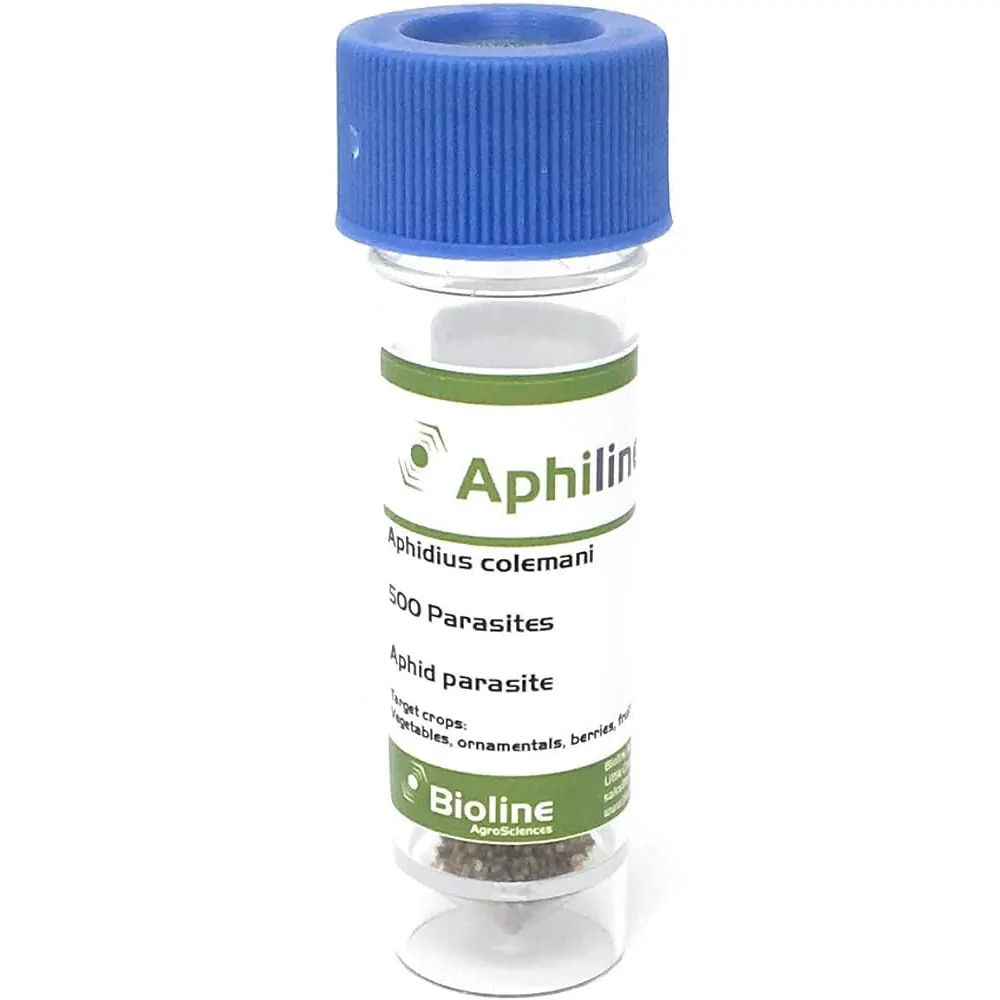 biogrup-biyolojik-mucadele-Aphiline-Aphidius-colemani-1
