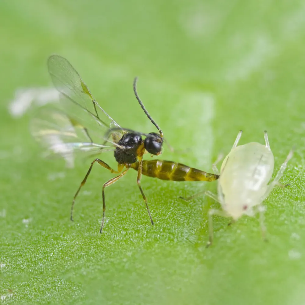 biogrup-biyolojik-mucadele-Aphiline-Aphidius-colemani-2