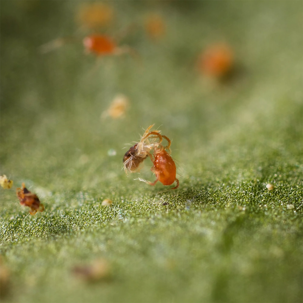 biogrup-biyolojik-mucadele-phytoline-Phytoseiulus-antalya