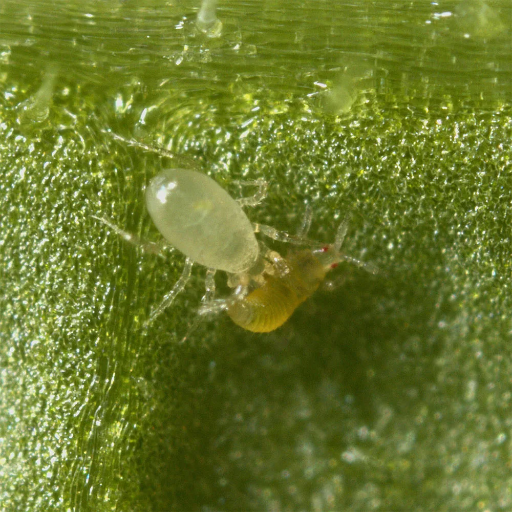 biogrup-biyolojik-mucadele-starskii-Amblyseius