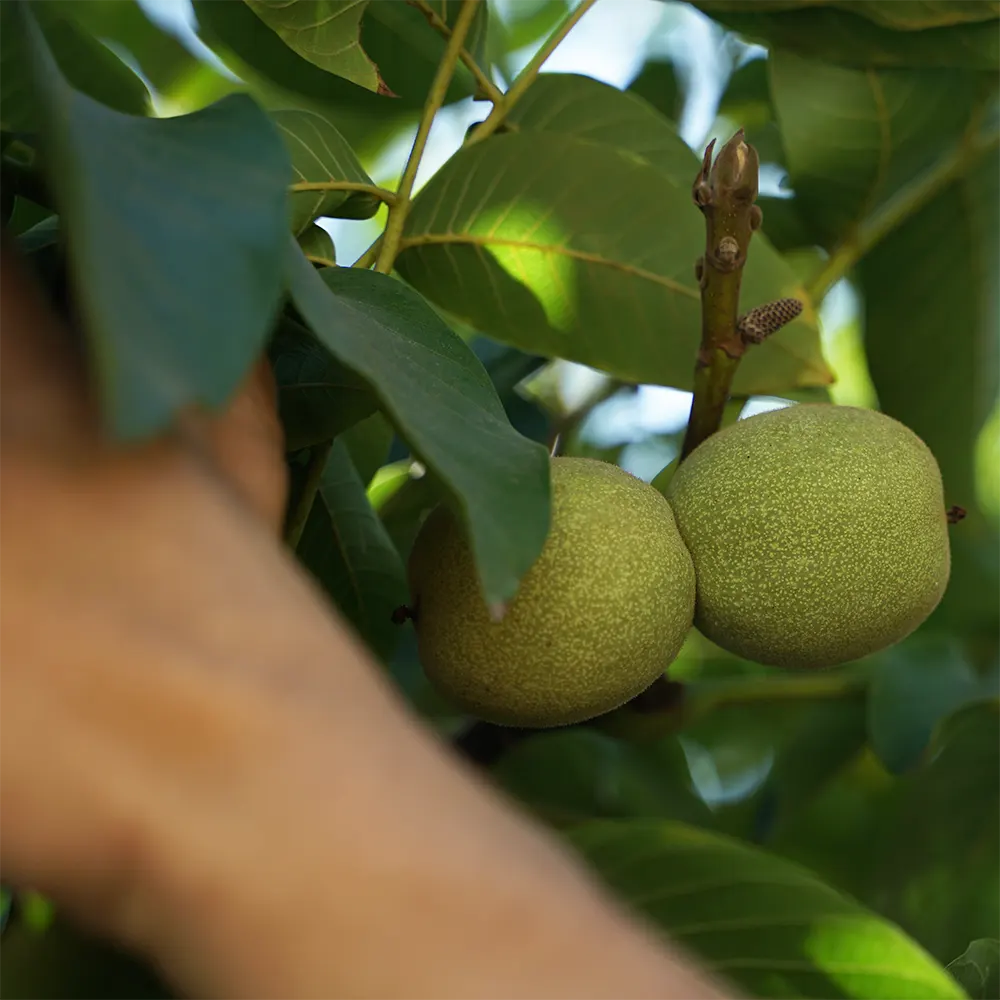 ceviz-dalindan-sofraya-biz-biogrup-dogal-bahceler-1