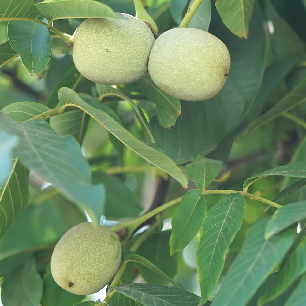 ceviz-dalindan-sofraya-biz-biogrup-dogal-bahceler-2