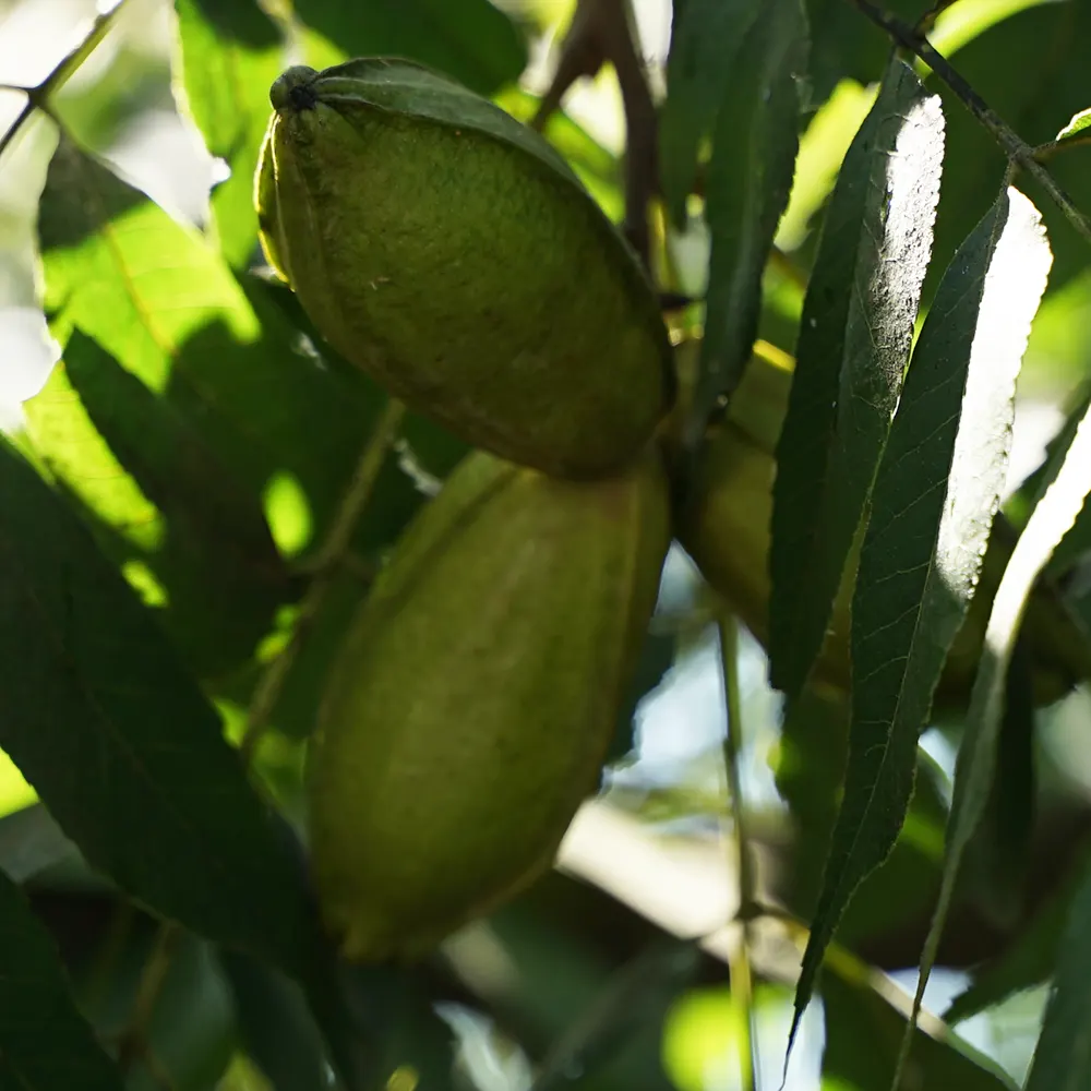 pikan-cavizi-bahceden-sofraya-biogurp-1