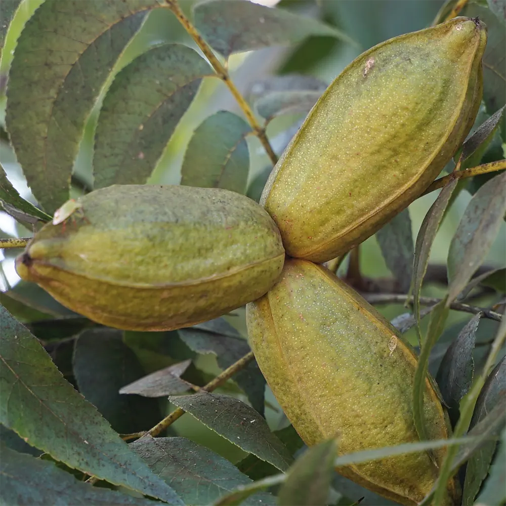 pikan-cavizi-bahceden-sofraya-biogurp-2