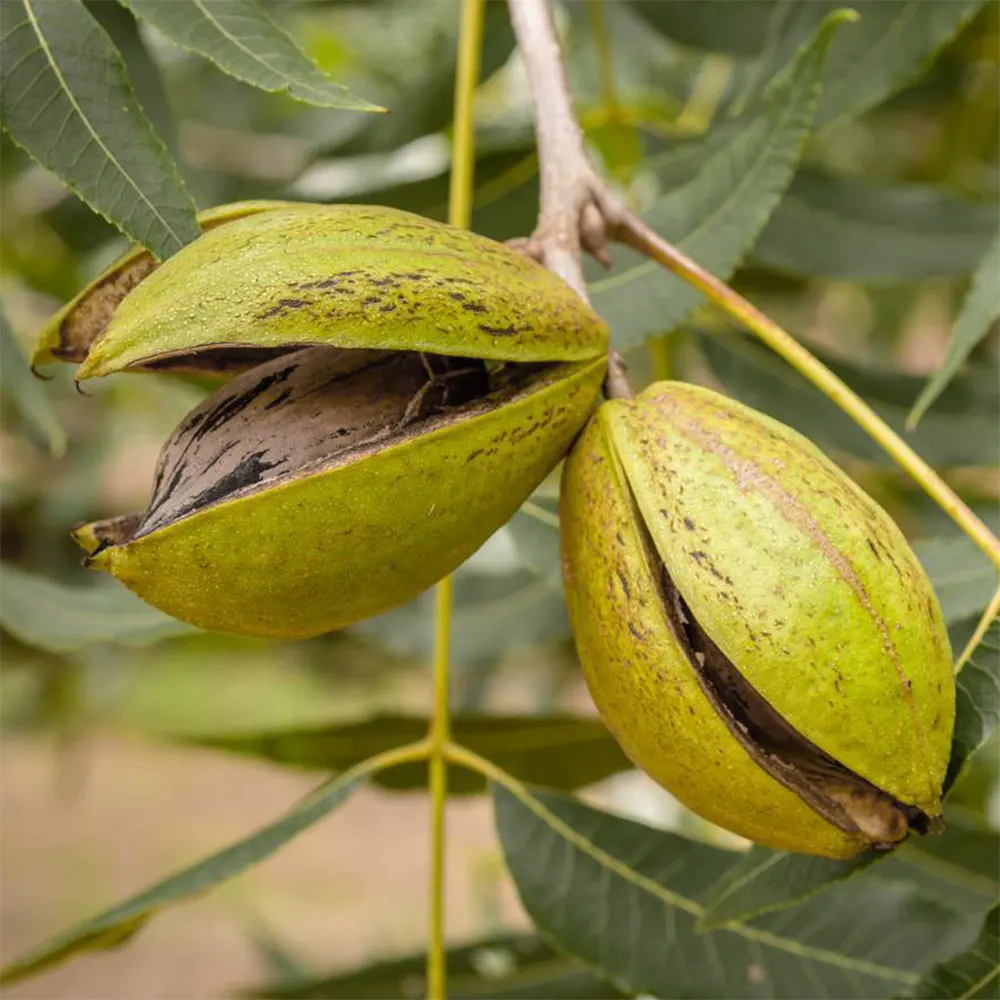 pikan-cevizi-antalya-bahceden-halka-biogrup-uretiminden